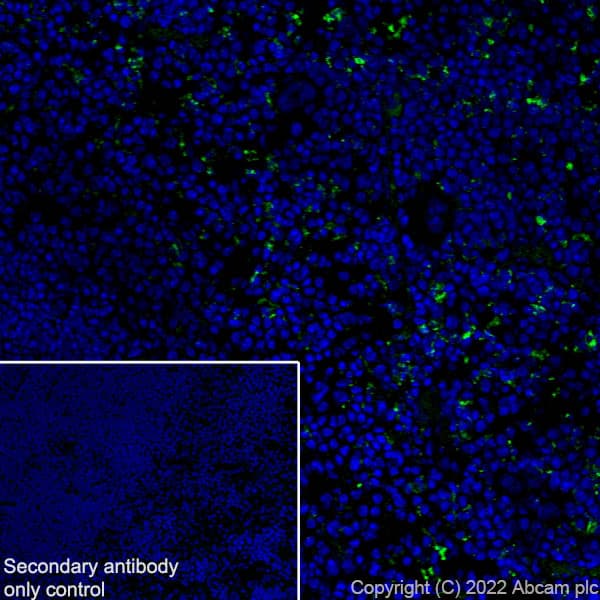 Anti-CD68 antibody [RM1031] - BSA and Azide free(ab303566)