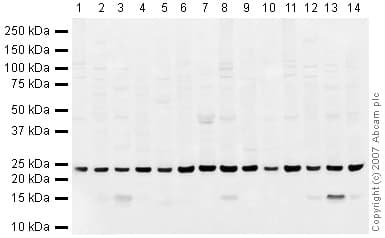 Park7 Dj1 Antibody Ab18257  Western Blot Img101440