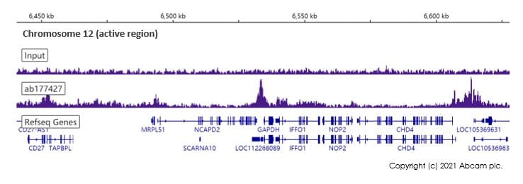 Anti-Histone H2B (acetyl K16) antibody [EPR17598] - ChIP Grade(AB177427)