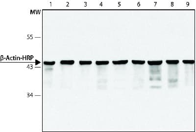HRP Anti-beta Actin antibody [AC-15](AB49900)