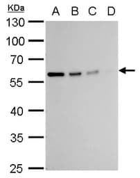 Anti-Vimentin antibody(AB137321)