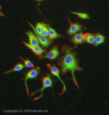 Alpha Internexin Antibody Ab7259  Immunocytochemistry Immunofluorescence Img77806
