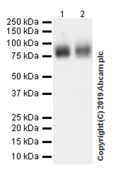 Anti-CD36 antibody [EPR22509-40](ab252922)