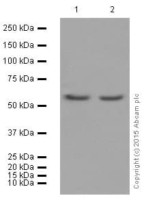 Anti-AMPK alpha 1 antibody [Y365](AB32047)