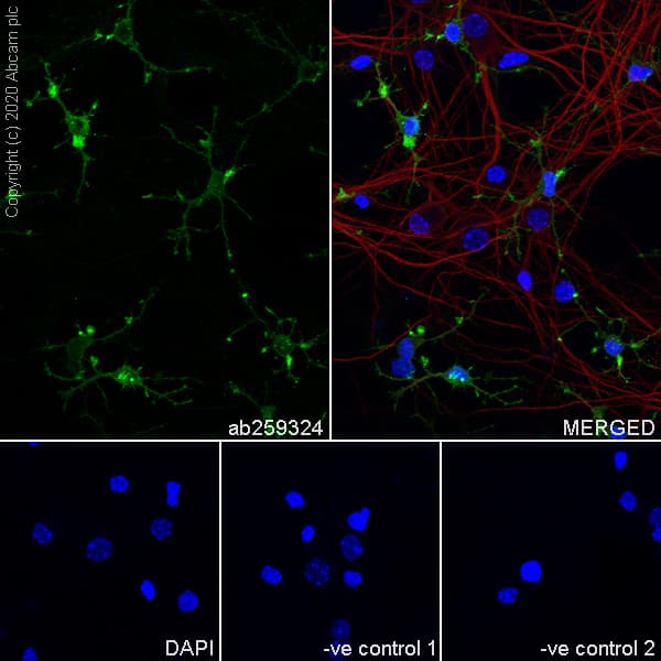 Anti-NG2 antibody [EPR23752-147] - BSA and Azide free(AB275041)