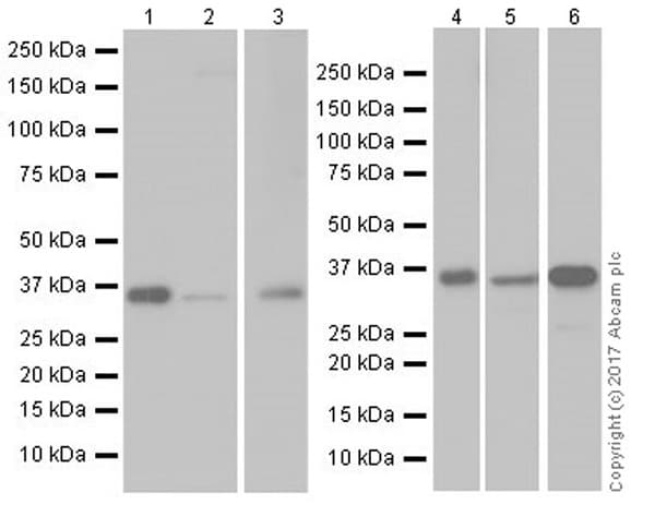 Anti-APE1 antibody [EPR18378-45] - ChIP Grade(AB189474)