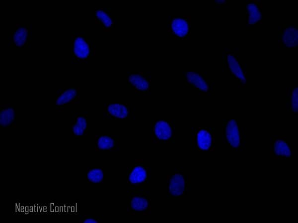 Goat Anti-Rabbit IgG H&L (Alexa Fluor® 568) preadsorbed(AB175696)