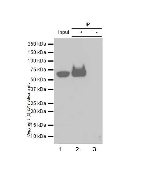 Anti-DDDDK tag (Binds to FLAG® tag sequence) antibody [EPR20018-251](AB205606)