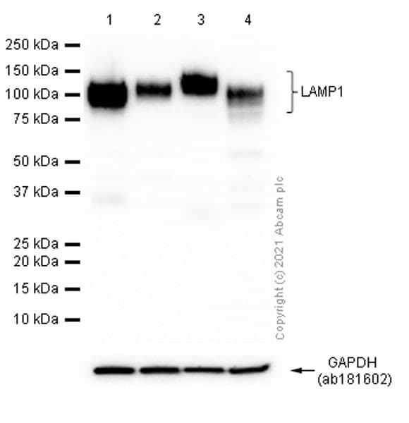 Anti-LAMP1 antibody [EPR4204] - Lysosome Marker(AB108597)
