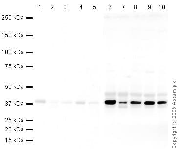Anti-GAPDH antibody [mabcam 9484] - Loading Control(ab9484)