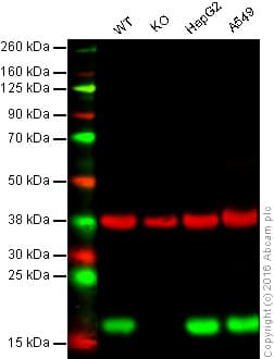 Peroxiredoxin 5 Antibody Epr14528b Bsa And Azide Free Ab250136  Western Blot Img100414