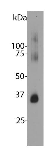 Anti-Rhodopsin antibody [B630](AB230692)
