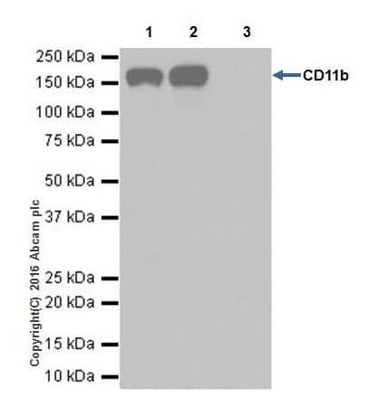 Anti-CD11b antibody [EPR19387] - BSA and Azide free(AB232427)
