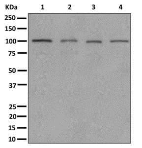 Myo19 Antibody Epr12551 17 Bsa And Azide Free Ab249789  Western Blot Img115077