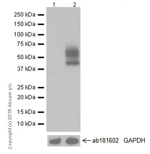 Anti-PD-L1 antibody [EPR19759](AB213524)