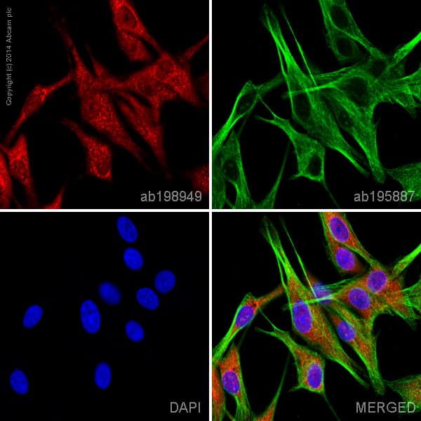 Vamp2 Antibody Epr12790 Bsa And Azide Free Ab214590  Immunocytochemistry Immunofluorescence Img70284
