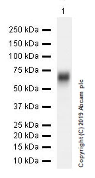 Anti-DLL3 antibody [EPR22592-18](ab229902)