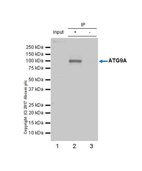 Anti-ATG9A antibody [EPR2450(2)](AB108338)