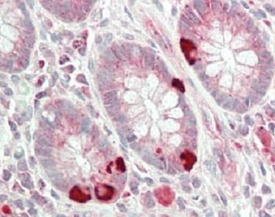 Anti-DFNA5/GSDME antibody(AB230482)