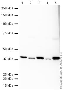 HRP Anti-Aldolase + Aldolase B + Aldolase C antibody [EPR9724(B)](AB200774)