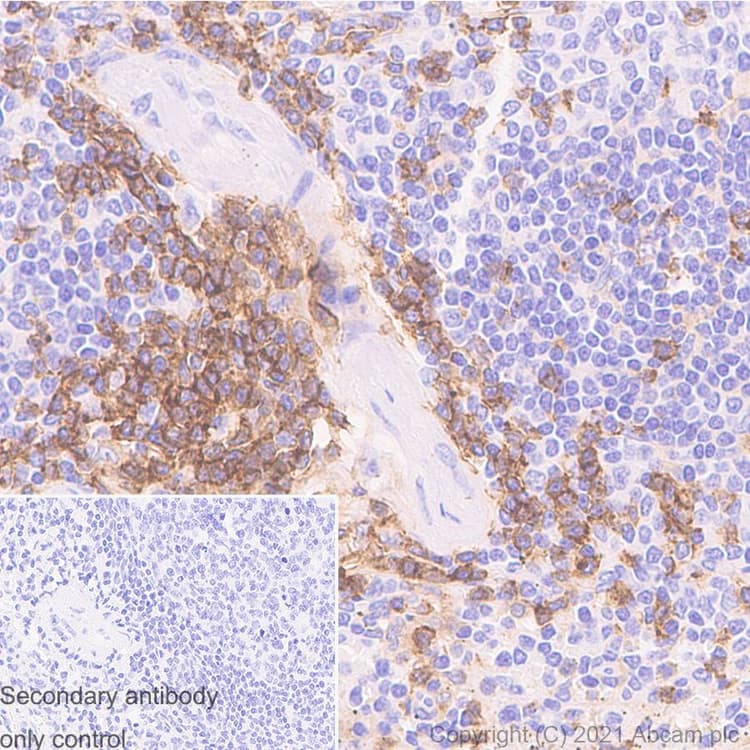 Anti-CD4 antibody [RM1013](AB288724)
