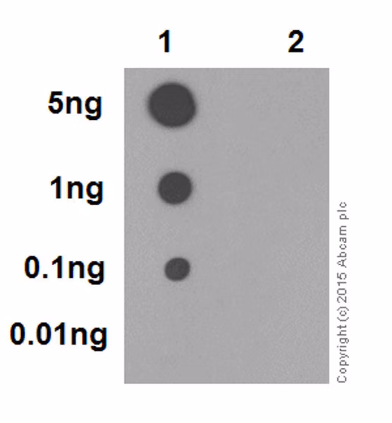 Rip3 Phospho S227 Antibody Epr9627 Ab209384 Dot Blot Img4715