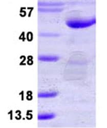 Recombinant Human HePTP / PTPN7 protein(AB124560)