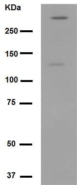 Anti-Talin 2 antibody [EPR2536(2)] - BSA and Azide free(AB247725)