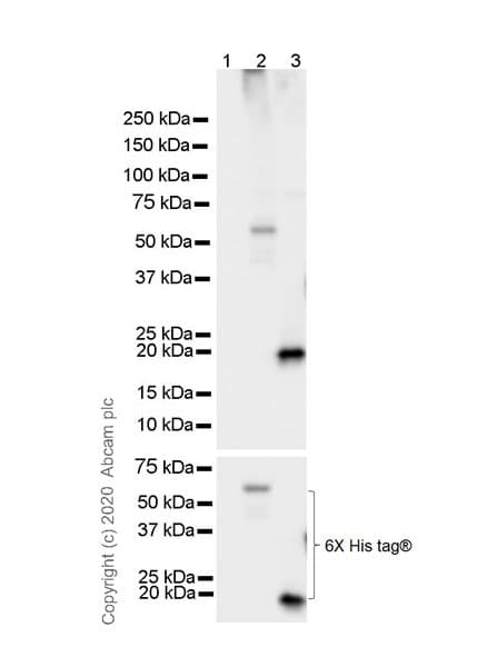 Anti-6X His tag® antibody [AD1.1.10](AB15149)