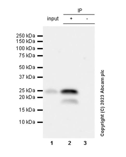Anti-TMS1/ASC antibody [RM1049](AB309497)