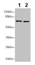 Anti-Slc6a6/Taut antibody(AB236898)