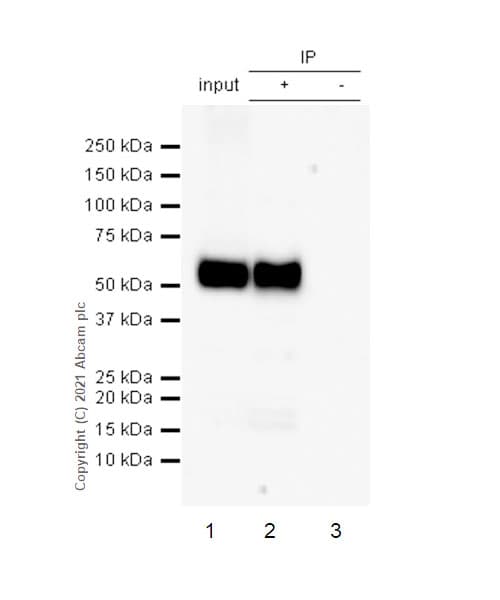 Anti-CD4 antibody [RM1013](AB288724)