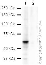 Mouse monoclonal [SB62a] Anti-Rabbit IgG light chain (HRP)(AB99697)