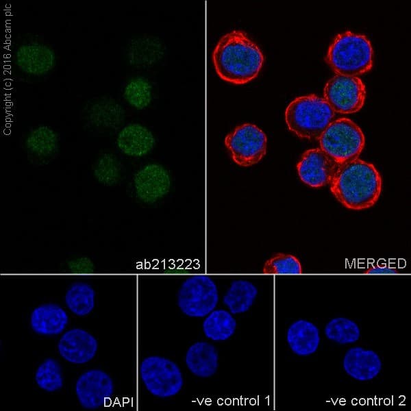 Uhrf1 Antibody Epr18803 11 Ab213223  Immunocytochemistry Immunofluorescence Img23448
