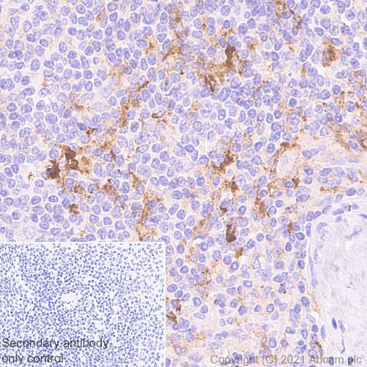 Ly75 Dec 205 Antibody Epr5233 Ab124897  Immunohistochemistry Formalin Pfa Fixed Paraffin Embedded Sections Img179923