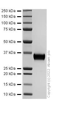 Recombinant Human Granzyme B Protein (His tag)(AB307481)