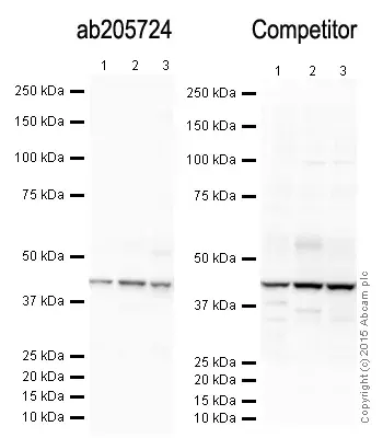 Anti-beta Actin antibody [mAbcam 8226] - Loading Control(AB8226)