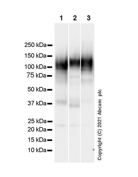 Anti-CD68 antibody [EPR20545] - Mouse IgG1 (Chimeric)(AB283316)