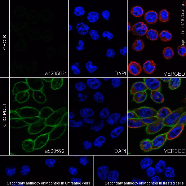 Pd L1 Antibody 28 8 Ab205921 Immunocytochemistry Immunofluorescence Img29439
