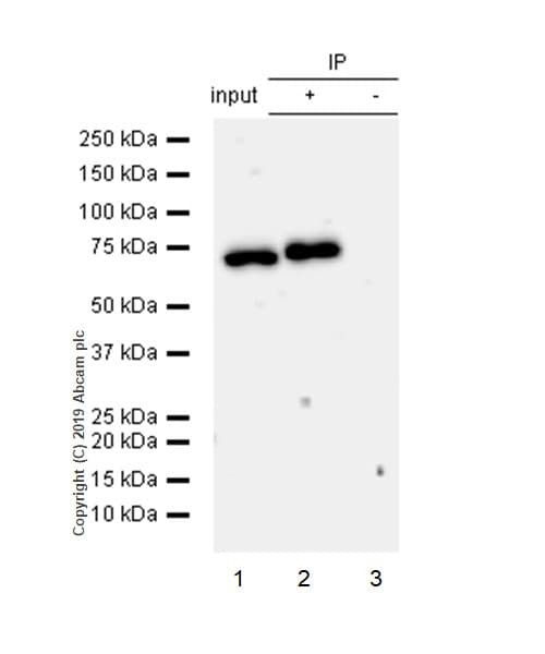 Anti-NF-kB p65 (phospho S536) antibody [EP2294Y](AB76302)