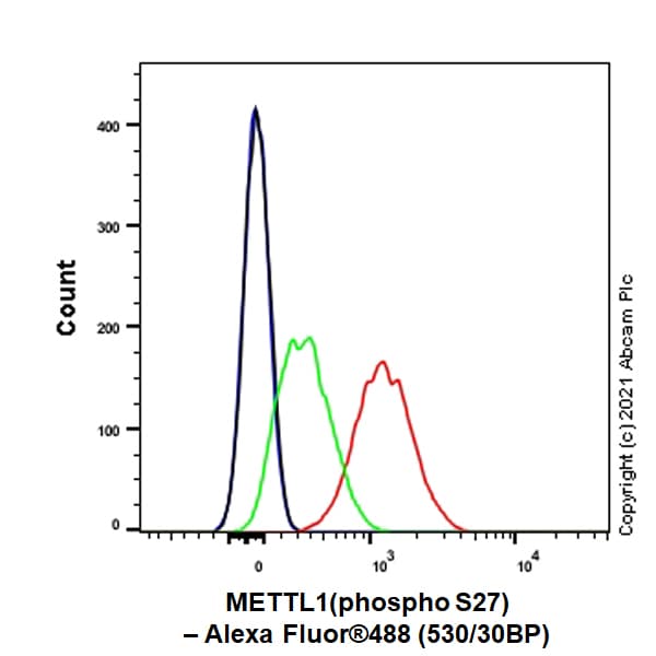 Anti-METTL1 (phospho S27) antibody [EPR24280-9](AB271062)