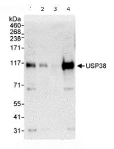 Usp38 Antibody Ab72244  Western Blot Img60647