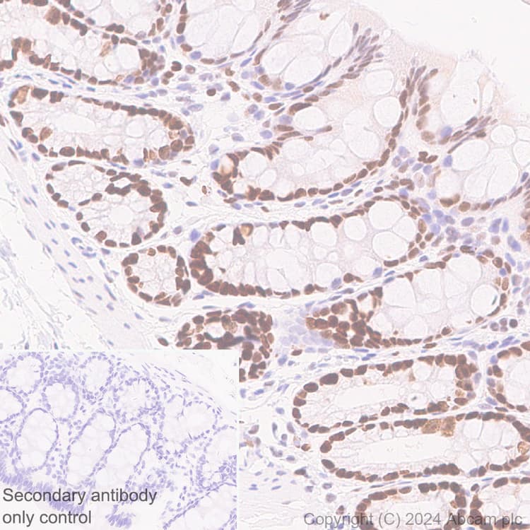 Anti-MCM2 antibody [RM1146] - BSA and Azide free(AB317753)