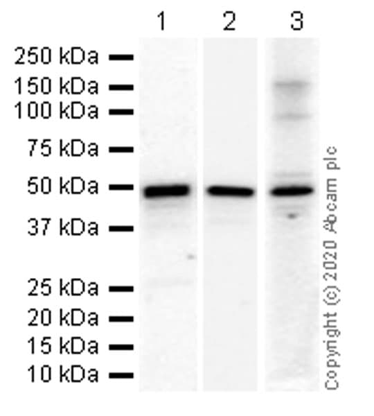 Anti-Transcription factor AP-2-alpha antibody [EPR2688(2)](AB108311)