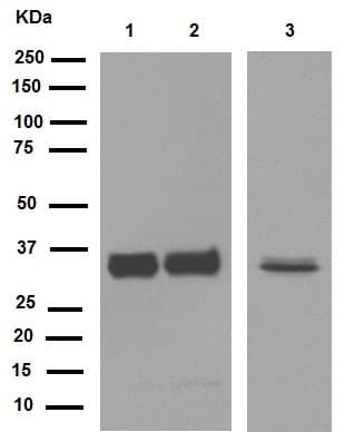 Anti-Cyclin D1 antibody [EPR2241] - C-terminal(AB134175)