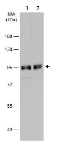 Anti-Gephyrin antibody(AB228674)