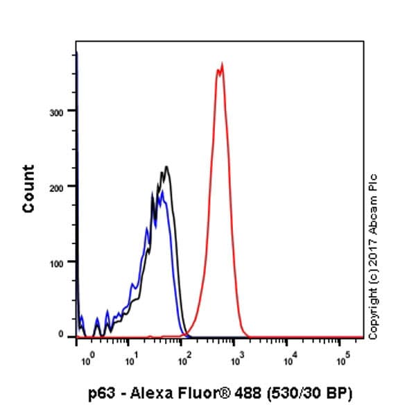 Anti-p63 antibody [Y289] - BSA and Azide free(AB247245)