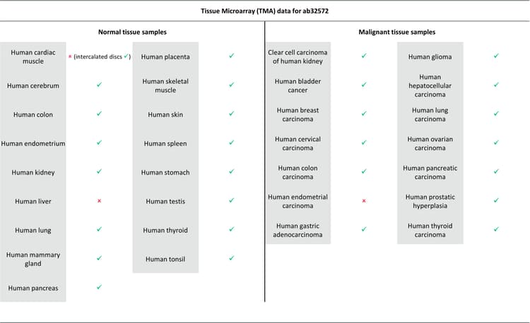 Anti-beta Catenin antibody [E247] - ChIP Grade(AB32572)