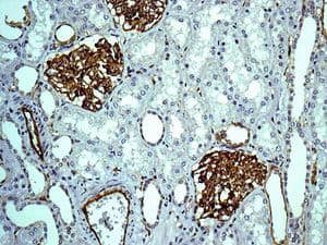 Anti-Claudin 5 antibody [EPR7583](AB131259)