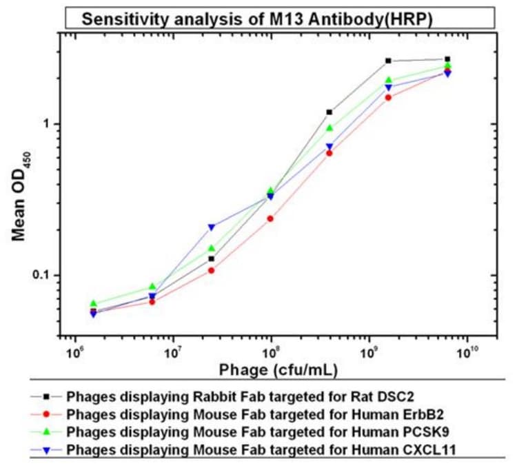 HRP Anti-M13 Bacteriophage antibody [MM05](AB305291)